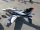 T-ONE Models Bae Hawk 100 1:4.75
