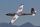 Glider_it Swift 2.5mt ARF OD 2 coloue